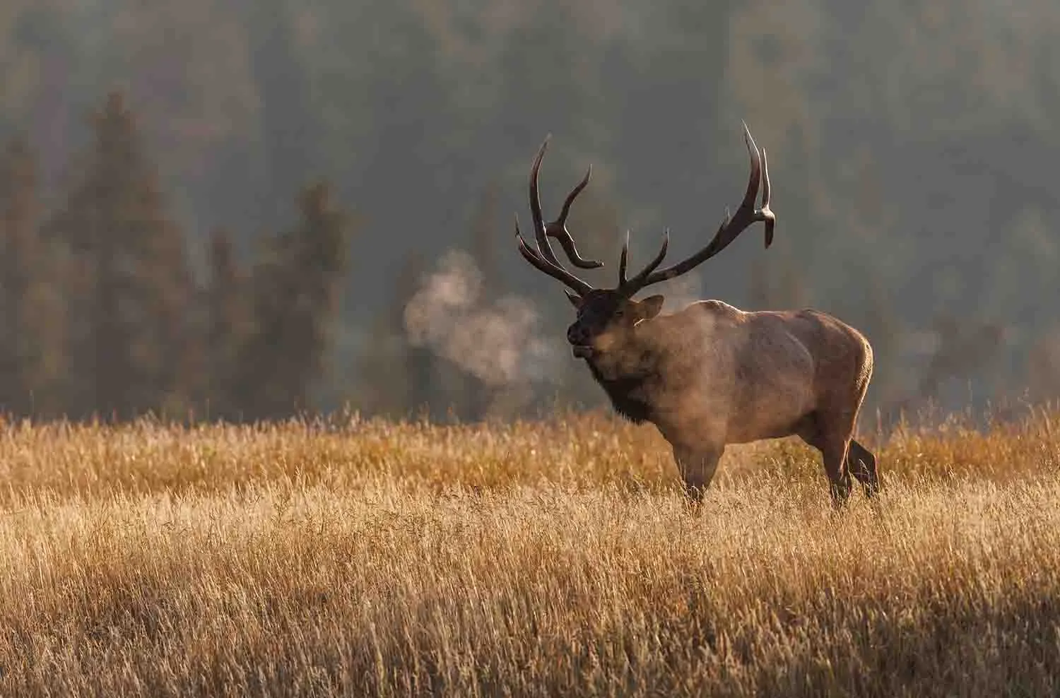 Mature bull elk with a large branching rack standing in golden meadow grass at sunrise, his breath steaming in the cold air, with a dark evergreen forest behind him