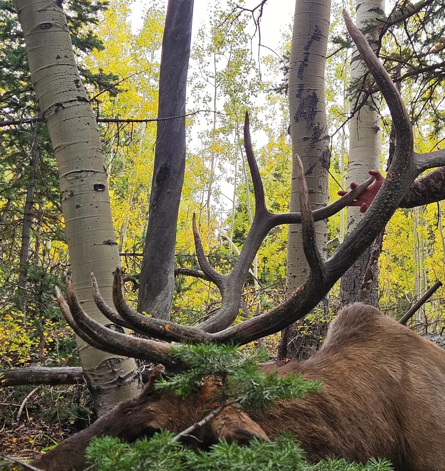 5x6 bull elk antlers against yellow fall aspens, with a hand holding one tine