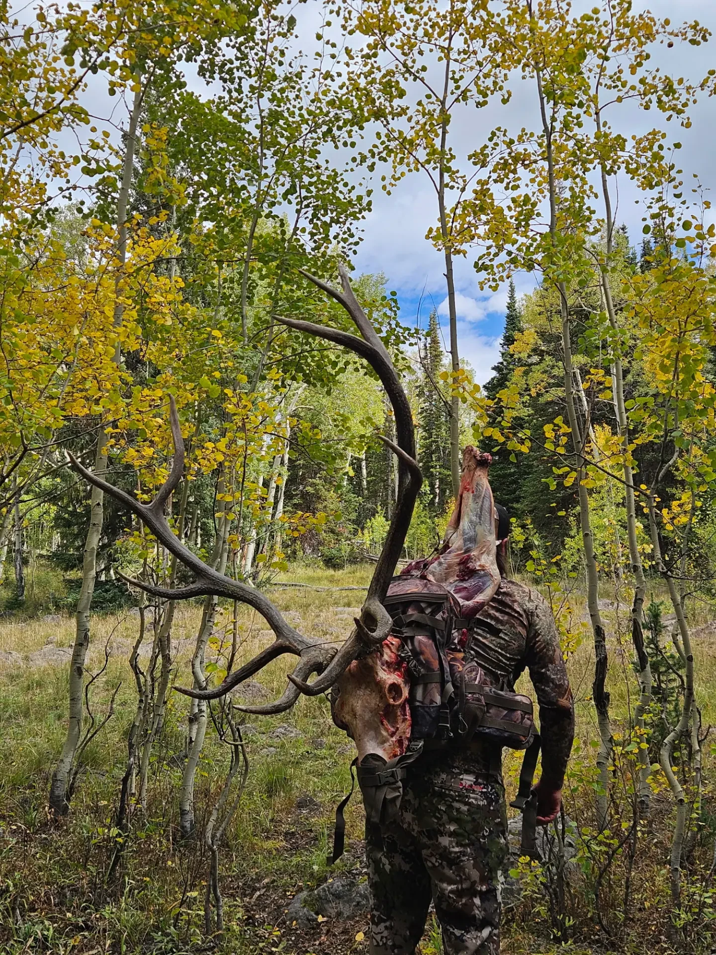 Hunter packing out a bull elk skull with antlers and a quarter of meat through fall aspens